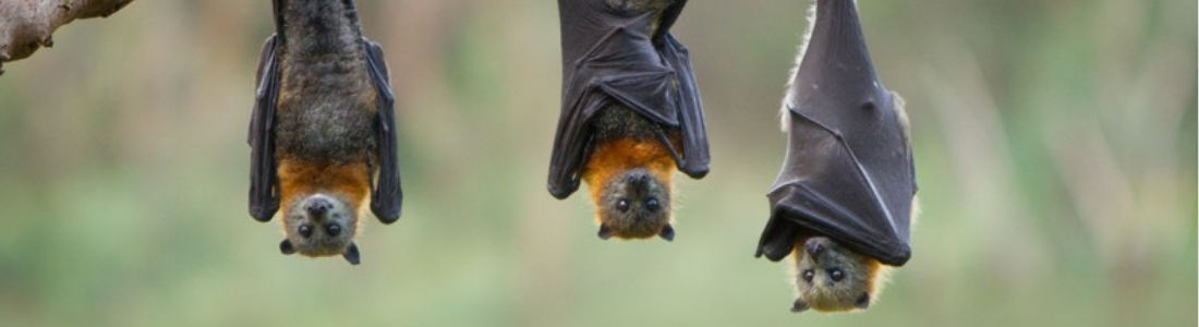 Manejo de Morcegos no Telhado  24 HORAS